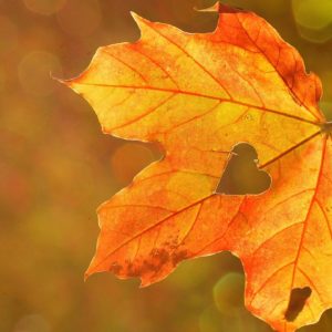 September Metta Monthly--Grounding into Autumn: Self-Care to Increase Vagal Tone